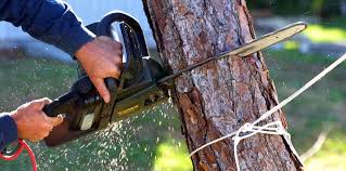 Why Choose Our Tree Removal Services in Warner, OK?