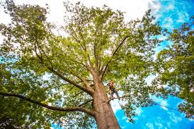 Reliable Warner, OK  Tree Services Solutions